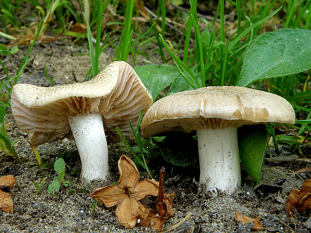 hodvábnica jarná Entoloma clypeatum (L.) P. Kumm.