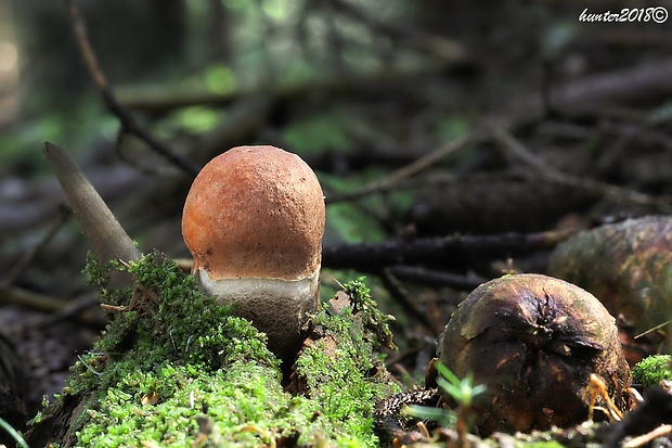 kozák smrekový Leccinum piceinum Pilát & Dermek