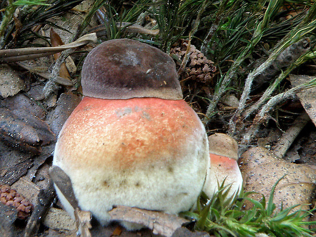 hríb zrnitohlúbikový Sutorius luridiformis (Rostk.) G. Wu & Zhu L. Yang