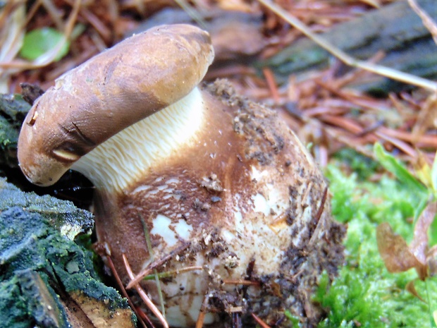 čechračka tmavohlúbiková Tapinella atrotomentosa (Batsch) Šutara