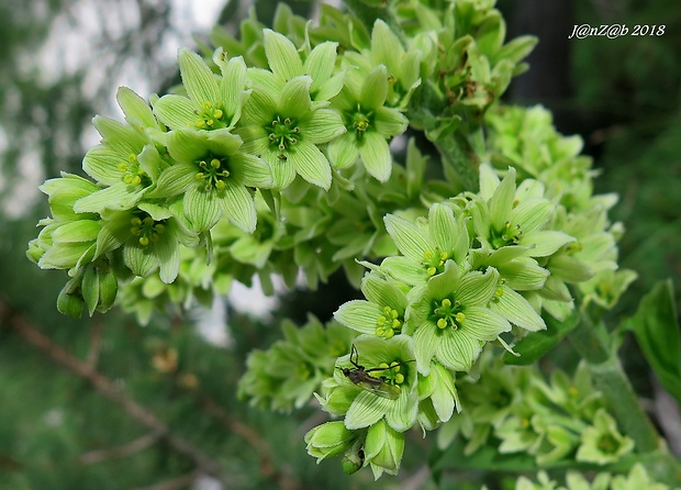 kýchavica biela lobelova Veratrum album subsp. lobelianum (Bernh.) Arcang.