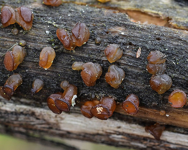 slzovec Dacrymyces sp.