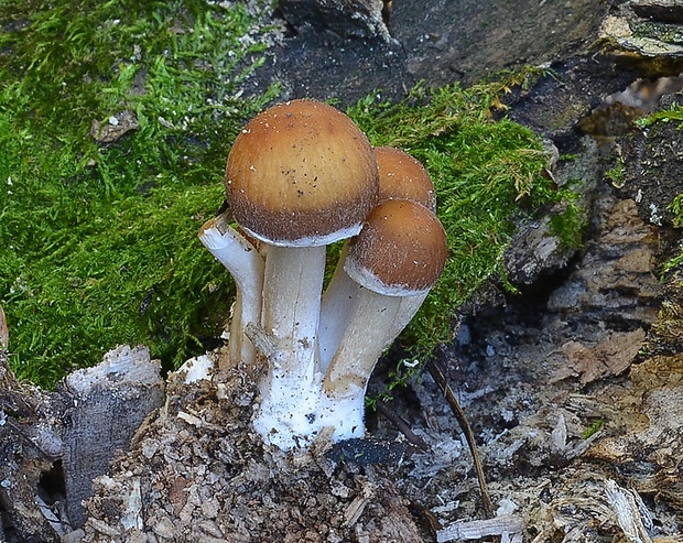 drobuľka Psathyrella sp.