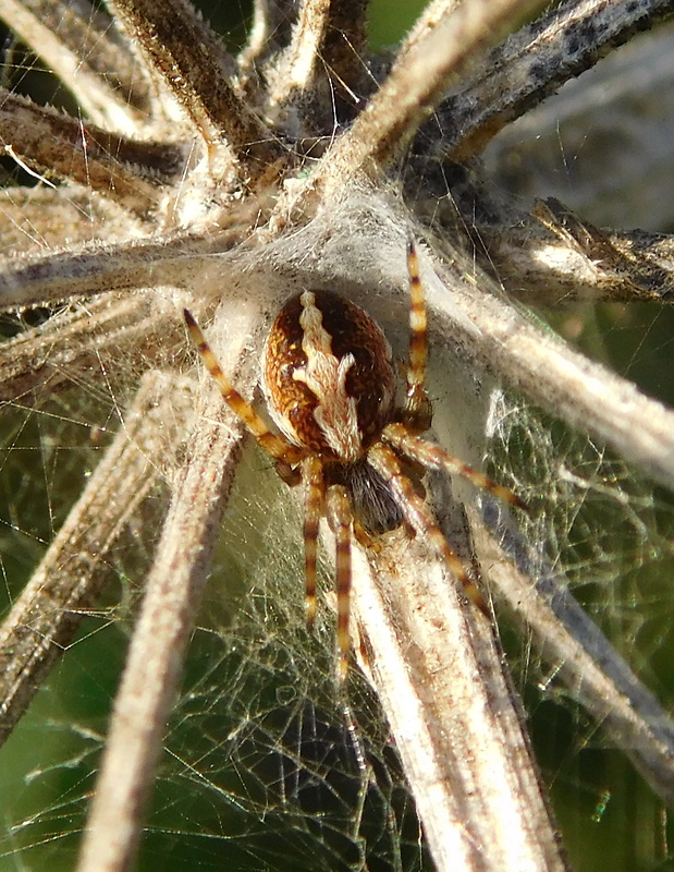 križiak skvostný Aculepeira ceropegia