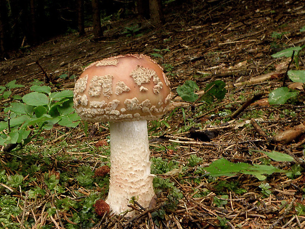 muchotrávka červenkastá Amanita rubescens Pers.