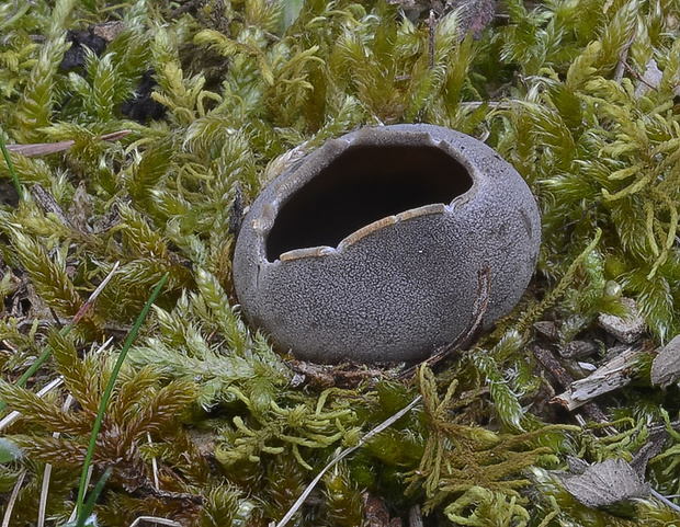 chriapač sosnový Helvella leucomelaena (Pers.) Nannf.