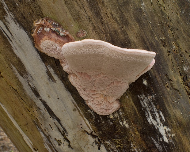 tvarohovček Leptoporus sp.