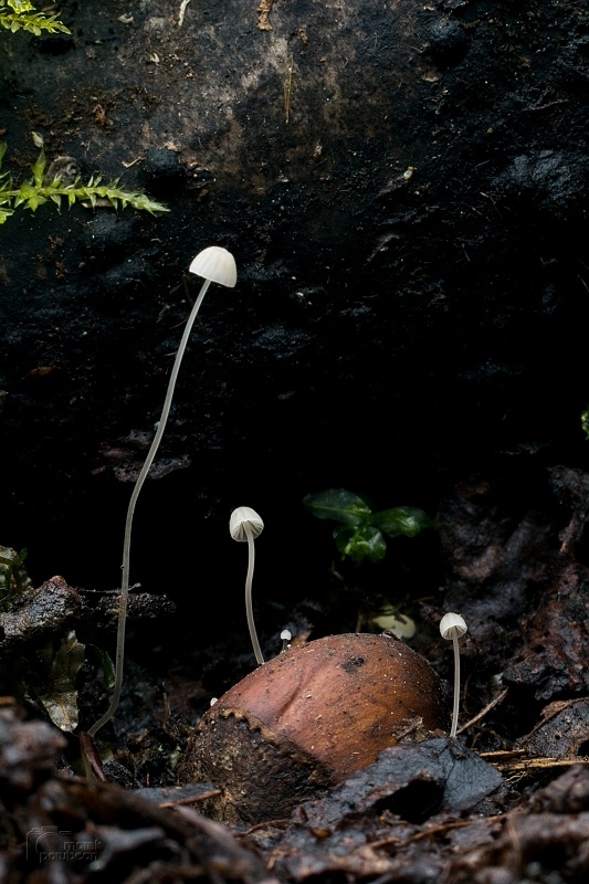 prilbička Mycena mirata (Peck) Sacc.