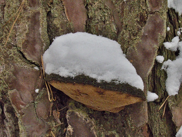 ohňovec sosnový Phellinus pini (Brot.) Bondartsev & Singer