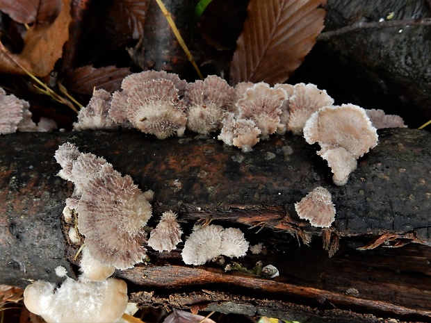 klanolupeňovka obyčajná Schizophyllum commune Fr.