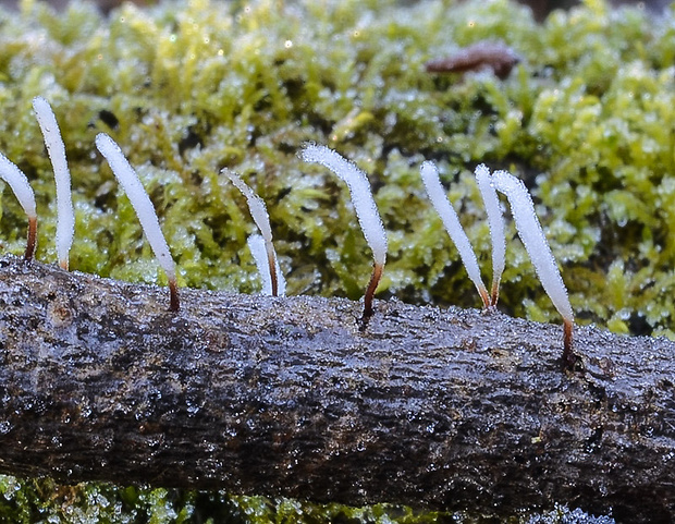 piestovka červenohlúbiková Typhula erythropus (Pers.) Fr.