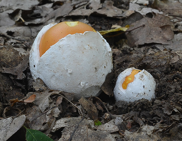 muchotrávka cisárska Amanita caesarea (Scop.) Pers.