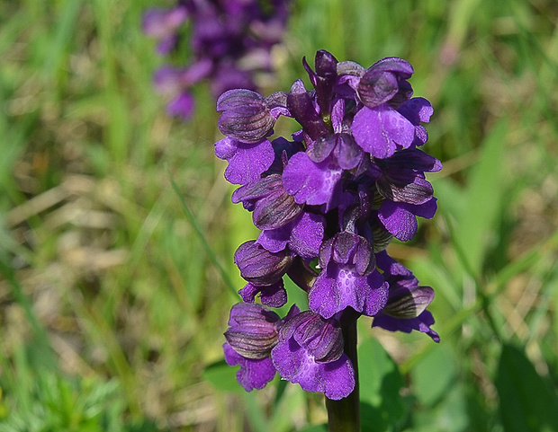 červenohlav obyčajný Anacamptis morio (L.) R. M. Bateman, A. M. Pringeon & M. W. Chase