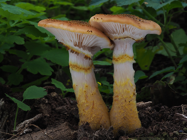 podpňovka žltá Armillaria gallica Marxm. & Romagn.