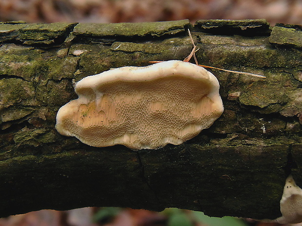 diplomitopórovec žltkastý Diplomitoporus flavescens (Bres.) Domański