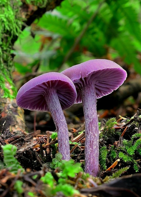 lakovka ametystová Laccaria amethystina (Huds.) Cooke