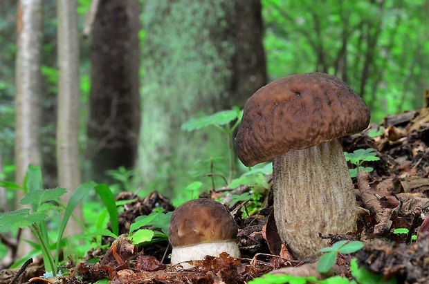 kozák hrabový Leccinum pseudoscabrum (Kallenb.) Šutara