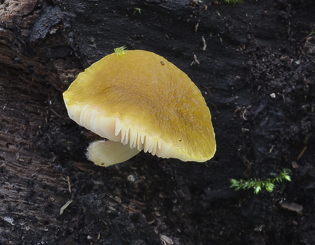 štítovka Pluteus sp.