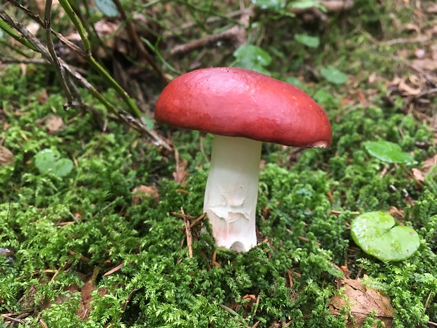 plávka jahodovočervená Russula paludosa Britzelm.