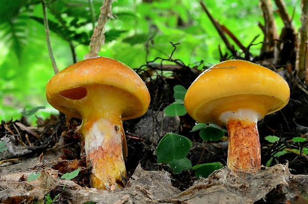 masliak smrekovcový Suillus grevillei (Klotzsch) Singer