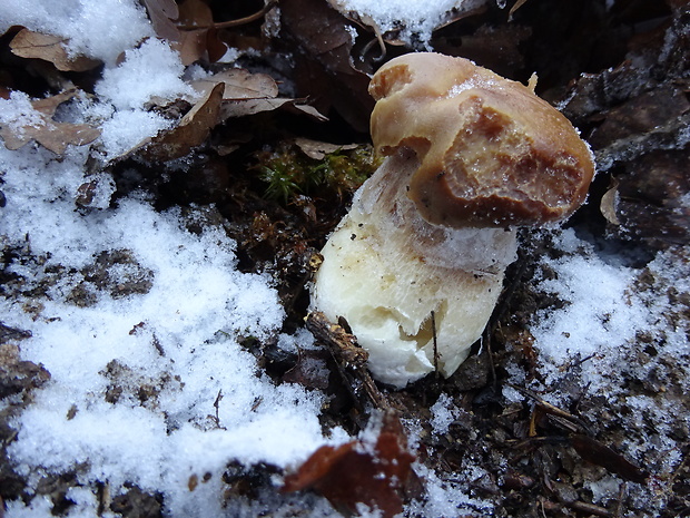 hríb smrekový Boletus edulis Bull.