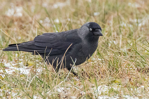 kavka tmavá  Corvus monedula