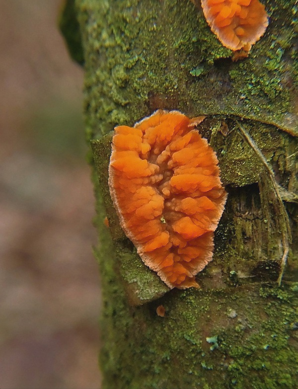 žilnačka oranžová Phlebia radiata Fr.