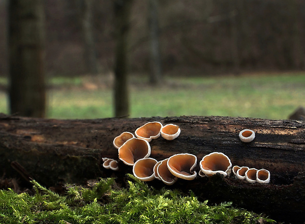 škľabka plstnatá Schizophyllum amplum (Lév.) Nakasone