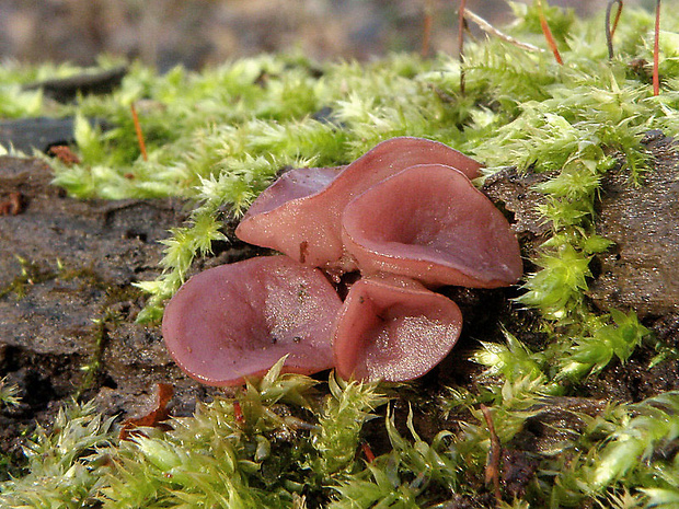 vrtidlovka Ascocoryne sp.