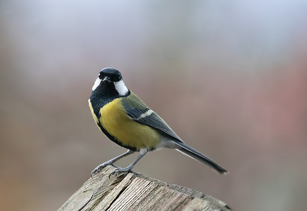 sýkorka veľká Parus major