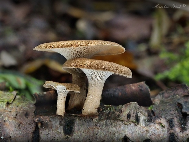 trúdnik Polyporus sp.