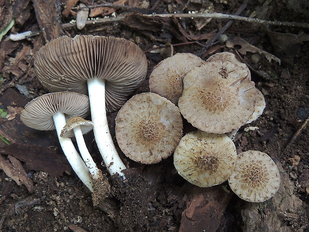 drobuľka topoľová Psathyrella populina (Britzelm.) Kits van Wav.