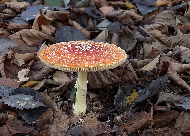 muchotrávka červená Amanita muscaria (L.) Lam.