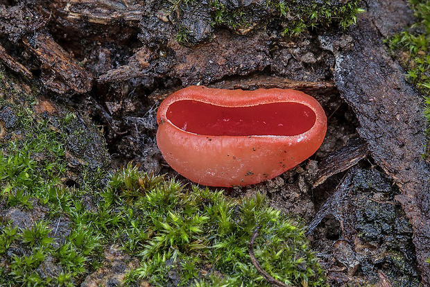 ohnivec Sarcoscypha sp.