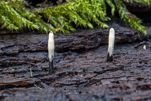 drevnatec Xylaria sp.