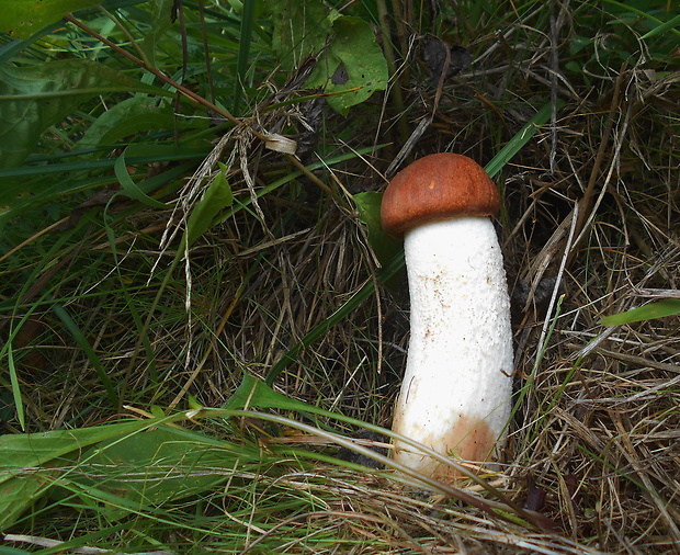 kozák osikový Leccinum albostipitatum den Bakker & Noordel.