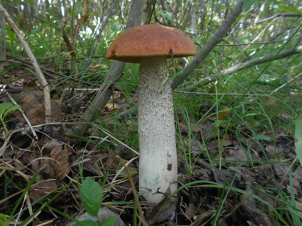 kozák dubový Leccinum aurantiacum (Bull.) Gray