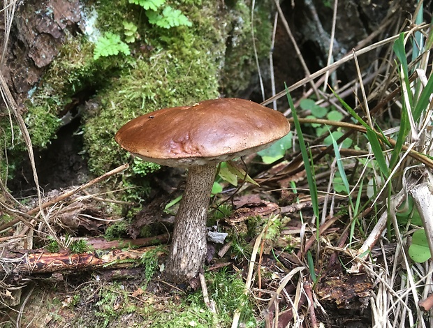 kozák brezový Leccinum scabrum (Bull.) Gray