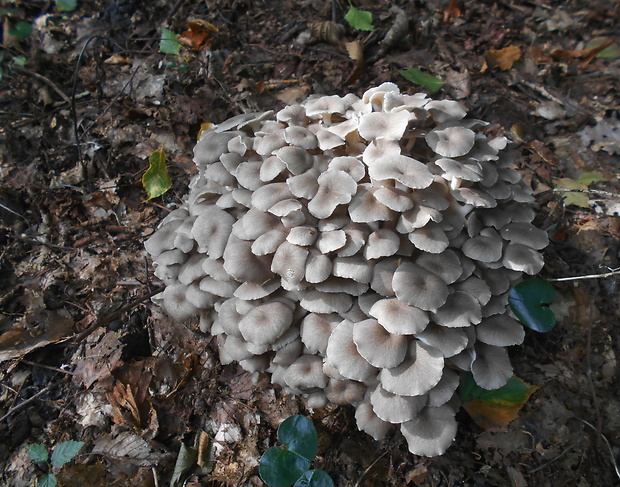 trúdnik klobúčkatý Polyporus umbellatus (Pers.) Fr.