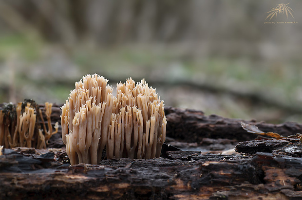 korunovec svietnikovitý Artomyces pyxidatus (Pers.) Jülich