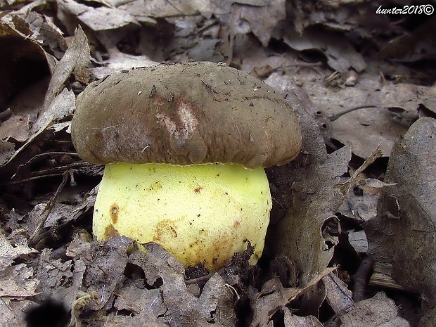 hríb príveskatý Butyriboletus appendiculatus (Schaeff. ex Fr.) Secr.