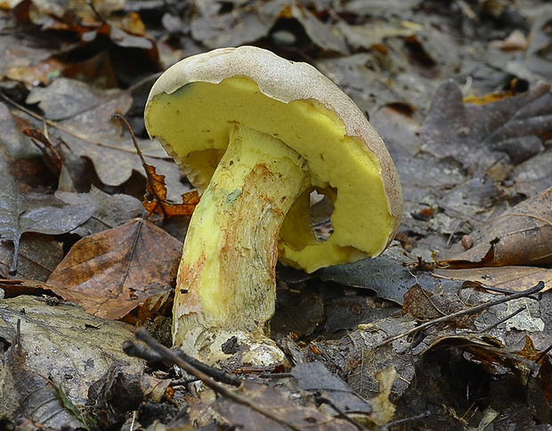 hríb striebristý Butyriboletus fechtneri (Velen.) D. Arora & J.L. Frank