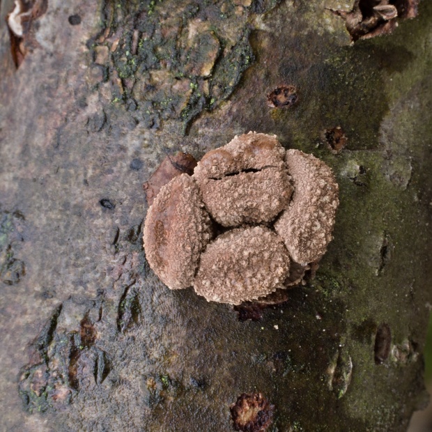 dutinovka otrubnatá Encoelia furfuracea (Roth) P. Karst.