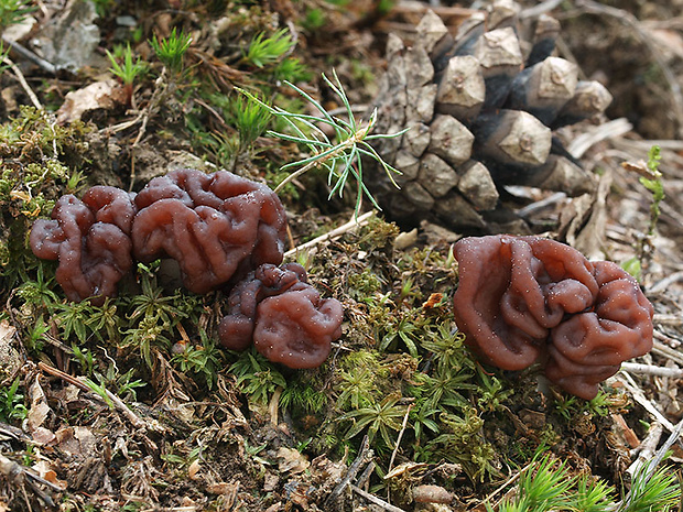 ušiak obyčajný Gyromitra esculenta (Pers.) Fr.