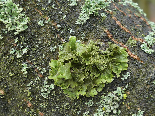 diskovka kyjačikovitá Melanohalea exasperatula (Nyl.) O. Blanco, A. Crespo, Divakar, Essl., D. Hawksw. & Lumbsch