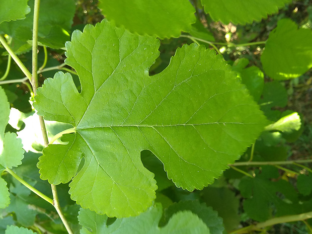 moruša biela Morus alba L.