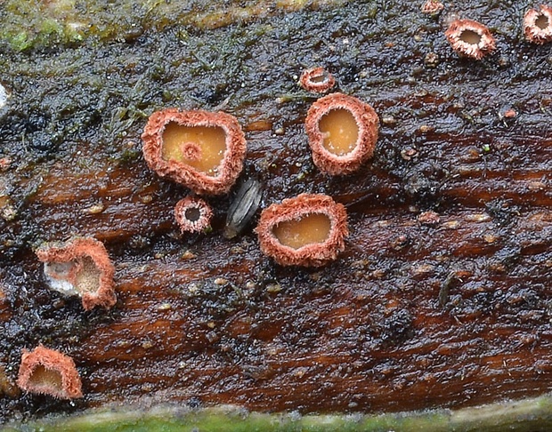 perócia Perrotia sp.