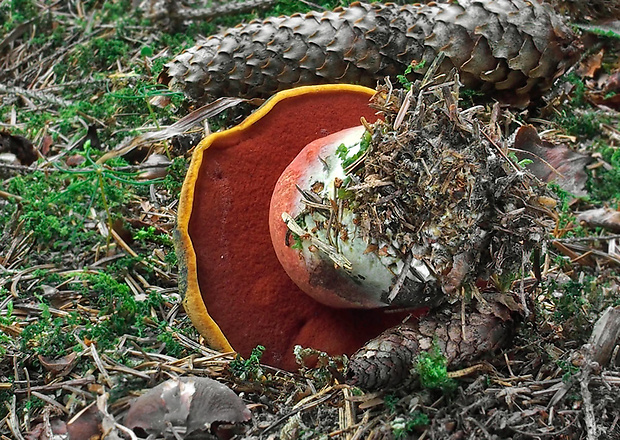 hríb zrnitohlúbikový Sutorius luridiformis (Rostk.) G. Wu & Zhu L. Yang