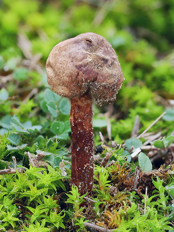 stopkovec Tulostoma sp.