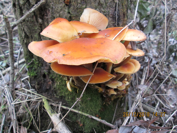 plamienka Flammulina sp.